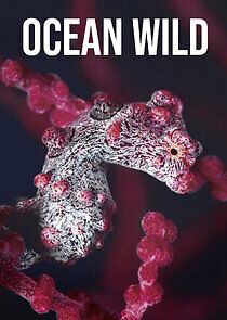 Watch Ocean Wild