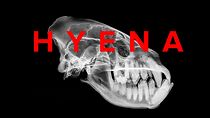 Watch Hyena