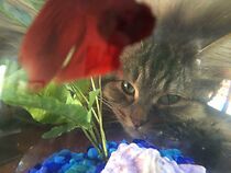 Watch Kindness Ranch: The Cat's Out of the Bag