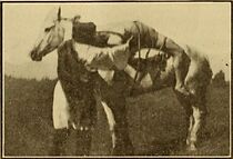 Watch Mazeppa, or the Wild Horse of Tartary (Short 1910)