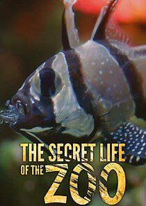 Watch The Secret Life of the Zoo