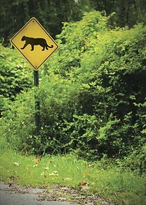 Watch Northshore Cougars (Short 2010)