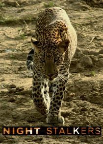 Watch Night Stalkers