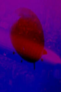 Watch Airships (Short 2013)