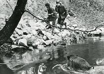 Watch Die Roppenheimer Sau