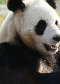 Watch Giant Pandas Go Wild