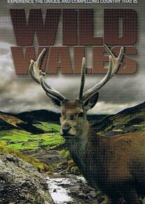 Watch Wild Wales
