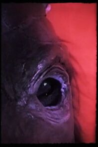 Watch Rome (Short 2010)