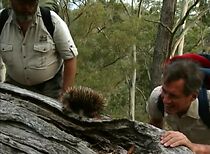 Watch Blue Mountains Magic