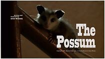 Watch The Possum (Short 2011)
