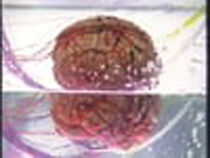 Watch Victim of the Brain