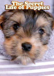 Watch The Secret Life of Puppies
