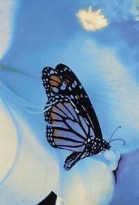 Watch Flowers in the Sky (Short 1990)