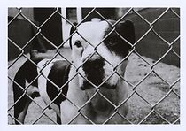 Watch A Little Vicious (Short 1991)