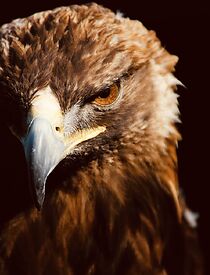 Watch The Secret of the Golden Eagle