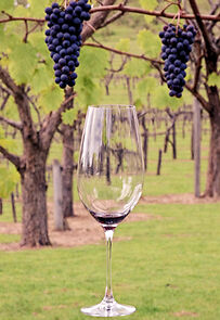 Watch Wine Country Traveler (TV Special 2009)