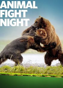 Watch Animal Fight Night