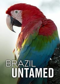 Watch Brazil Untamed
