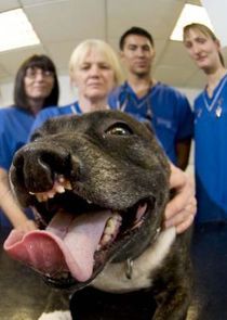 Watch Bizarre Animal ER