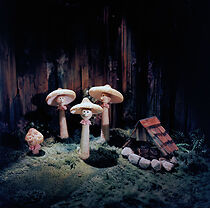 Watch Království kvetin