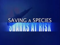 Watch Saving a Species: Sharks at Risk
