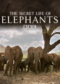 Watch The Secret Life of Elephants