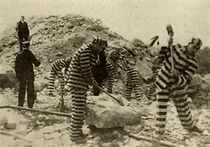 Watch The Adventures of Lieutenant Petrosino