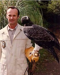 Watch A Hungarian Falconer in Hollywood (Short 2013)