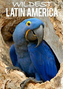 Watch Wildest Latin America