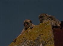 Watch Gibraltar (Short 2013)