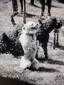 Watch Believe It or Not (Second Series) #2 (Short 1931)