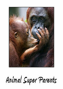 Watch Animal Super Parents