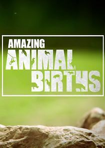 Watch Amazing Animal Births