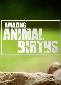 Watch Amazing Animal Births
