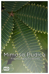 Watch Mimosa Pudica (Short 2010)