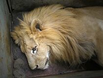 Watch Mondongo Cubano (Short 2014)