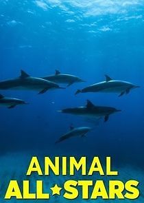 Watch Animal All-Stars