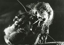 Watch Le Bernard l'ermite (Short 1929)