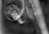 Watch The Vampire (Short 1945)