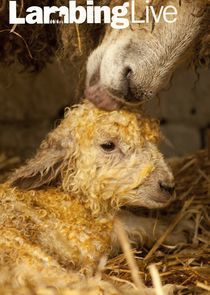 Watch Lambing Live