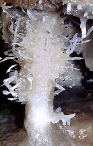 Watch Excêntrica (Short 1985)