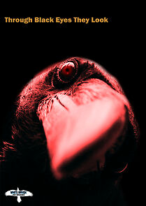 Watch Through Black Eyes They Look