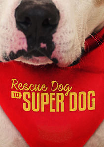 Watch Rescue Dog to Super Dog