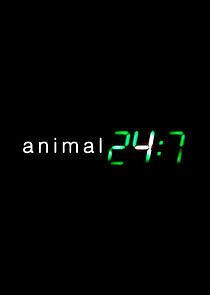 Watch Animal 24:7