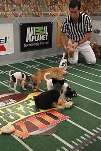 Watch Puppy Bowl VIII (TV Special 2012)