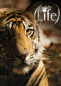 Watch Inside Life