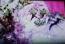 Watch Prehistoric Caveman (Short 1971)