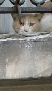 Watch Habitantes (Short 2008)