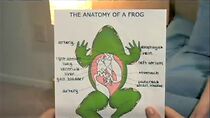 Watch The Anatomy of a Frog (Short 2007)