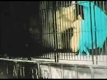 Watch Danse serpentine (Short 1900)